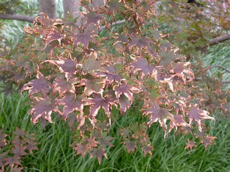 Although japanese maple trees are very hardy, they can. Scorch, Sunburn, and Heat Stress