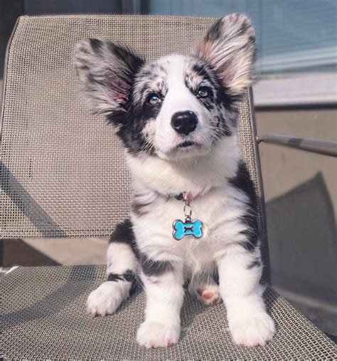 I own the dad so these are my pick of the litter. Blue merle fluffy cardigan corgi puppy Navy. Follow ...