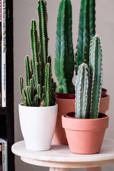 Cacti Cactus Cactuses Three Potted Cacti Houseplants Indoor Cactus