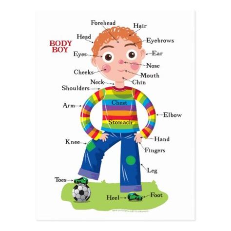 Body Boy Postcard Human Body Vocabulary Learning