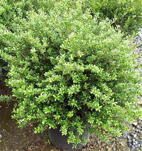 Dwarf Japanese Holly Plant Research Pinterest