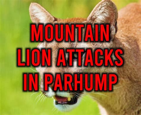 Mountain Lion Menace In Pahrump Nevada Residents Warned To Stay Vigilant