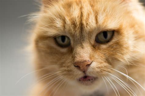 Free Stock Photo Of Animal Cat Close Up View