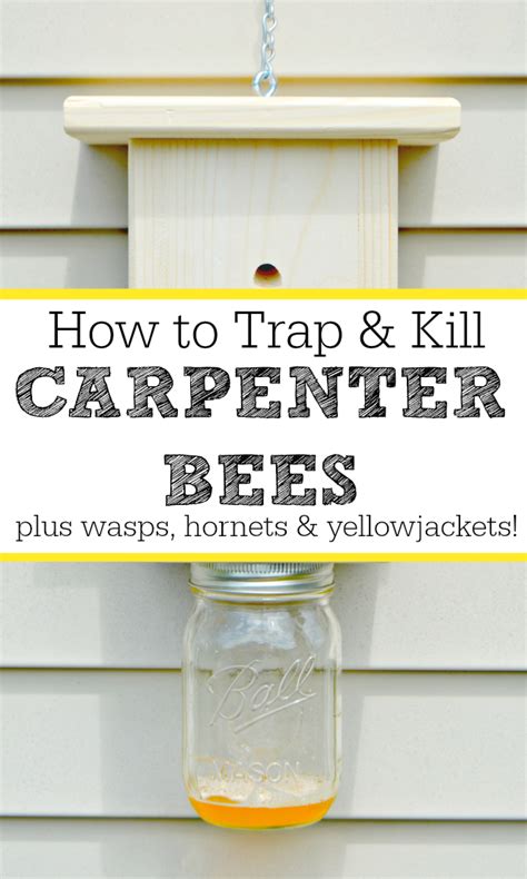 Female carpenter bees could teach carpentry classes with their precision and reuse of material. How To Trap and Kill Carpenter Bees and Wasps Too - Mom 4 ...