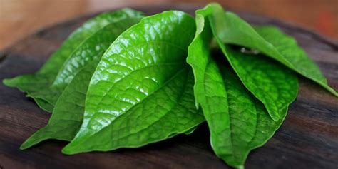 Maybe you would like to learn more about one of these? Selain untuk obat sakit gigi, ini 6 keajaiban daun sirih ...