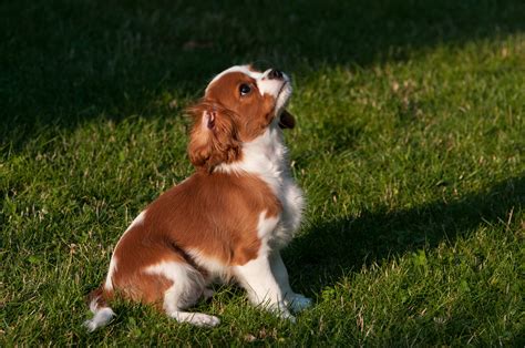 Bildet Lett Valp Virveldyr Beagle Hunderase Brittany Cavalier