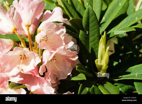 Rhododendron Yakushimanum Hi Res Stock Photography And Images Alamy