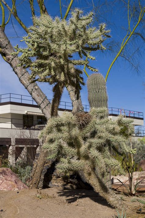 Ethel m cactus botanical garden. L1020710 | Ethel M's Botanical Cactus Garden, Las Vegas ...