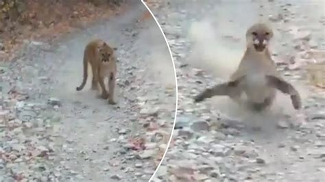 Viral Video Shows Cougar Stalking Utah Hiker In Terrifying Minute Encounter YouTube
