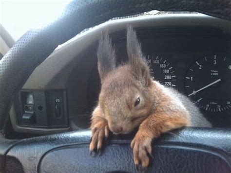 Belarusian Soldier Becomes Best Friend For Rescued Squirrel Others