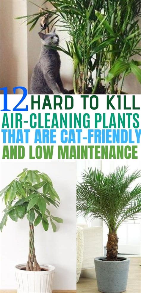 Flowering house plants safe for cats. 12 Indoor Plants that Clean the Air and are Safe for Cats ...