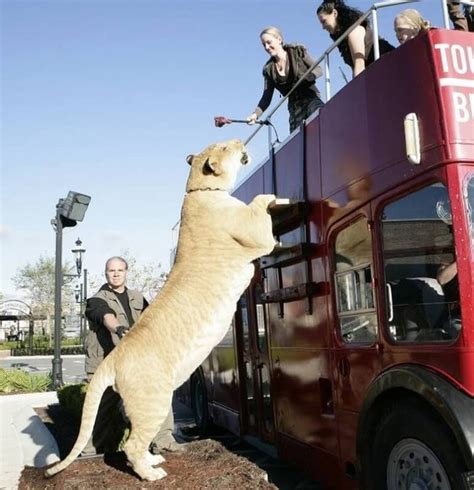 Hercules The Liger The Biggest Cat Pettime