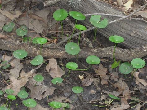 Maybe you would like to learn more about one of these? Foraging Texas: Dollarweed