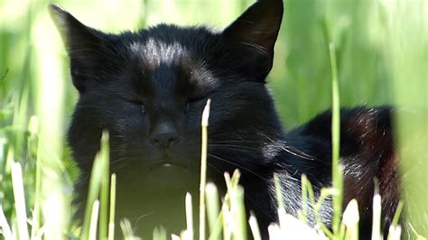 Black Cat In The Grass Stock Video Youtube