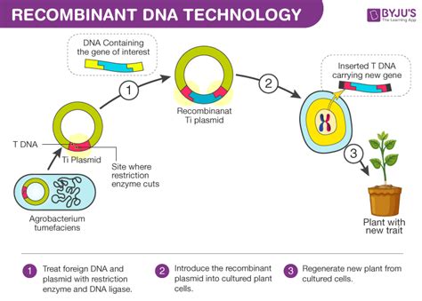 Genetic Engineering Process Flow Chart