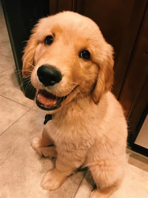 Golden Retriever Eine Liebevolle Und Vielseitige Hunderasse