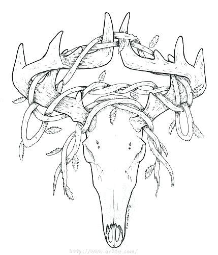 Buck resources are for free download on yawd. Deer Head Outline Drawing at GetDrawings.com | Free for ...