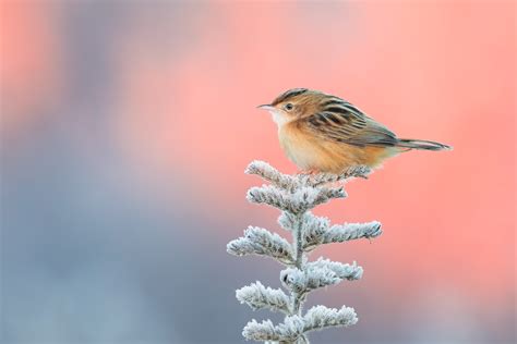 Cute Little Bird Hd Birds 4k Wallpapers Images Backgrounds Photos