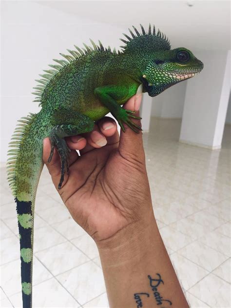 Chinse Water Dragon Standing On My Hand Chinese Water Dragon