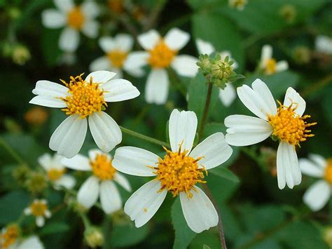 Administration officials have said the jobs and. Bidens Pilosa Seeds - Bidens Pilosa Wikipedia / Radiata ...