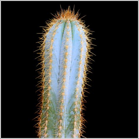 The name cacti or cactus has been adopted by the masses as the universal term to describe succulent plants. Pilosocereus: Blue Cactus #1 - Jennifer Galas