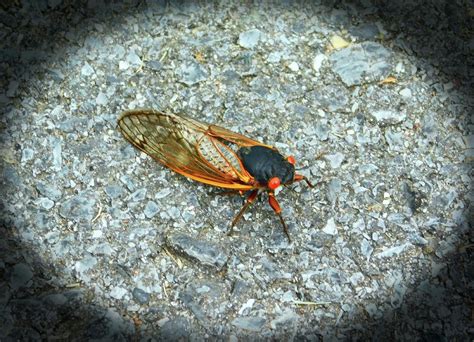 Emergence Of Brood X Cicadas After 17 Years Photograph By Emmy Marie Vickers Fine Art America