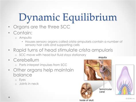 Ppt Sense Of Hearing And Equilibrium Powerpoint Presentation Free