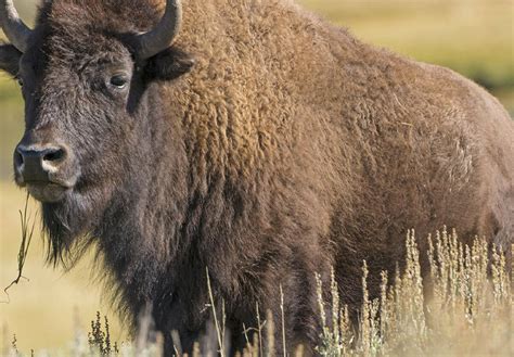 National Bison Day What Is It How Do We Celebrate