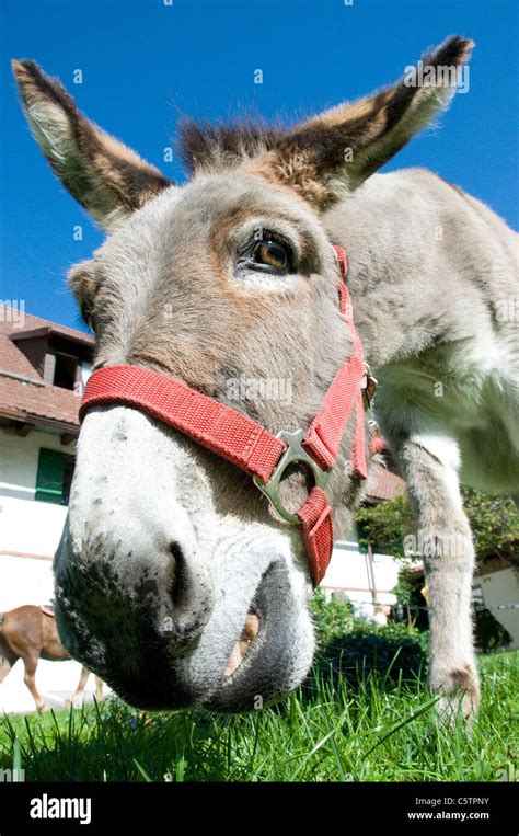 Portrait Of Donkey Equus Asinus Asinus Close Up Stock Photo Alamy