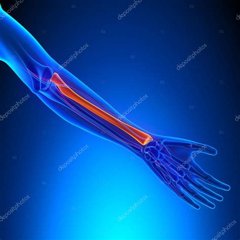 The radius bone (os radius) supports the lateral (thumb) side of the forearm and the ulna bone (os the junction between the humerus and radius is a hinge joint, which permits flexion and extension. RADIUS-anatomie Bone met Ciculatory systeem — Stockfoto ...