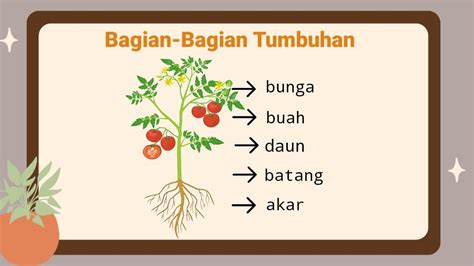 Bagian Bagian Tumbuhan Dan Fungsinya Ipas Bab Kelas Sd Kurikulum