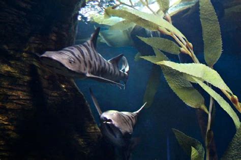 Leopard Sharks And Kelp In The Oceans Room Picture Of