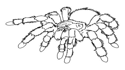 Spider coloring pages to download and print for free
