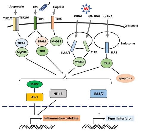 Ijms Free Full Text Role Of The Innate Immunity Signaling Pathway In The Pathogenesis Of