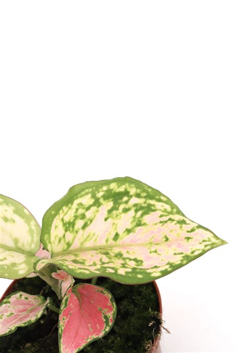 Aglaonema ‘pink Dalmation Planthiza