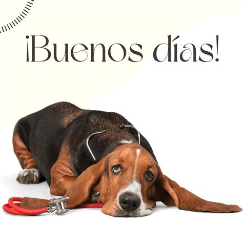 Buenos días perritos Fotos de perros para Whatsapp GRATIS