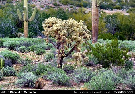 You should check out their website!! Silver Cholla Cactus Picture 004 - February 21, 2015 from ...