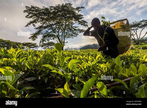 Tea Picker With Pannier In The Tea Field Satemwa Estate Grows Sinensis