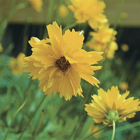 This plant is hardy in zones 5 to 9. coreopsis - FineGardening | Yellow perennials, Flower ...