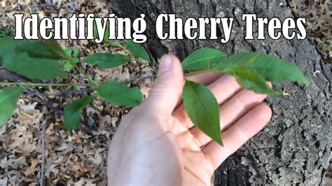 Black cherry (photo courtesy of the wood database). Identifying Wild Black Cherry Trees - YouTube