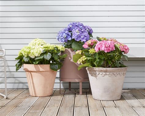 Share or comment on this article: 10 Best Outdoor Plants | Patch