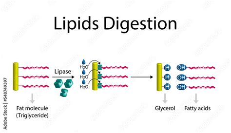 Fat Molecule Triglyceride Lipids Digestion Lipase Enzyme Catalyzes