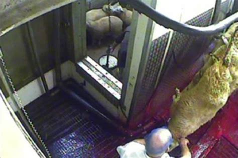 Supermarket Chain Pledges Cctv In Abattoirs To Stamp Out Cruelty The