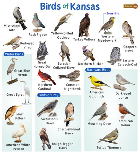 List Of Common Birds Found In Kansas Facts With Pictures