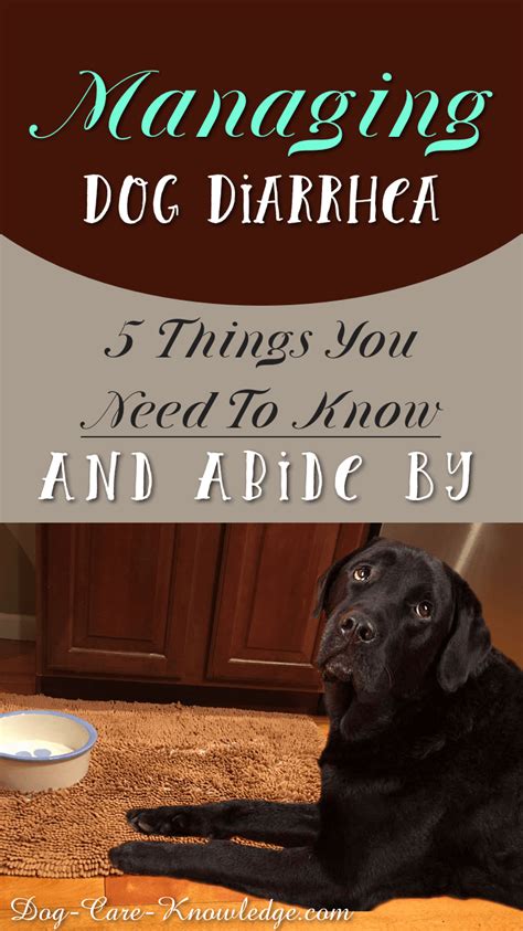Managing Dog Diarrhea 5 Things You Need To Know And Abide By Dog