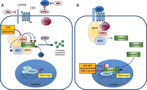 The Canonical Wnt Catenin Pathway A In Absence Of Wnt Signal The