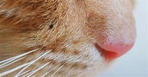 If your cat has raised ulcers or lesions on the nose or lips, they may be having a type of allergic reaction known as an eosinophilic granuloma. Why Do Cats Have Wet Noses? | ZooAwesome