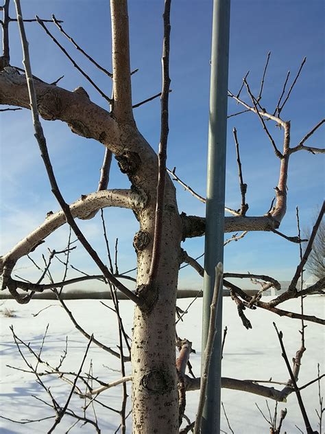 Do not prune tops, or prune or bend tap roots. Pruning - Cooperative Extension: Tree Fruits - University ...