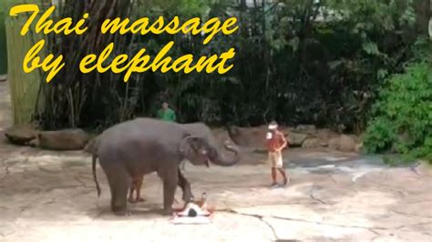 thai massage by elephant youtube
