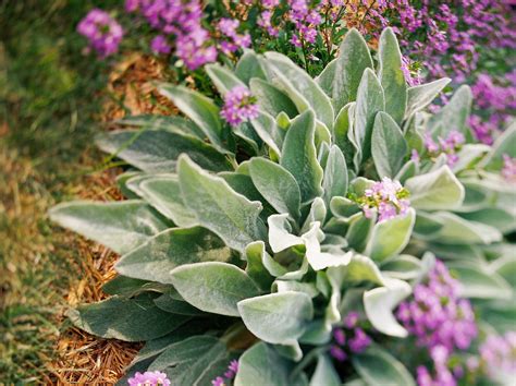 These 30 Plants Are The Easiest Groundcovers For Your Yard Plants